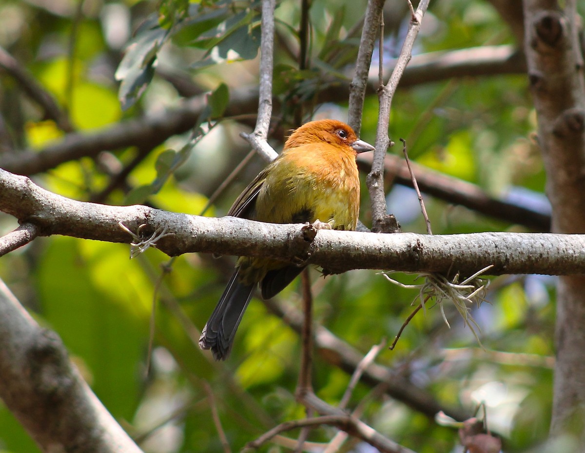 Ochre-breasted Brushfinch - ML618092016