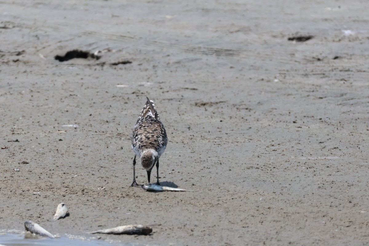 Black-bellied Plover - John Leonard