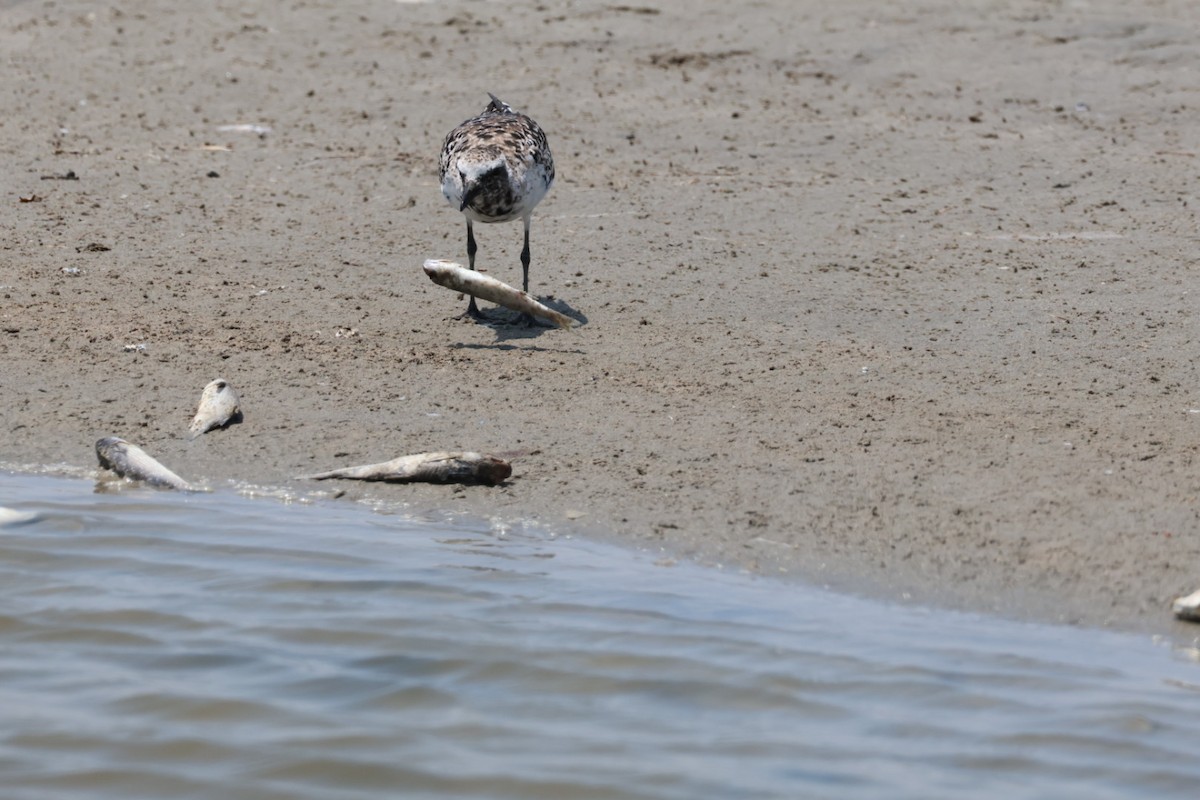 Black-bellied Plover - John Leonard