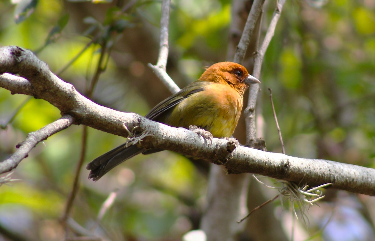 Ochre-breasted Brushfinch - ML618092046