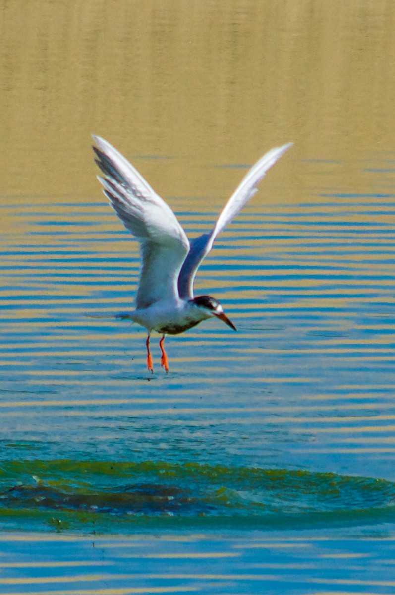 Forster's Tern - Philip Fiorio