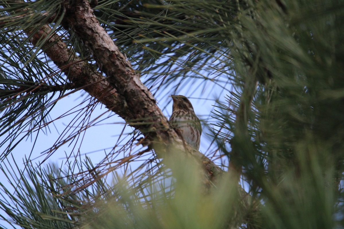 Purple Finch - ML618092053