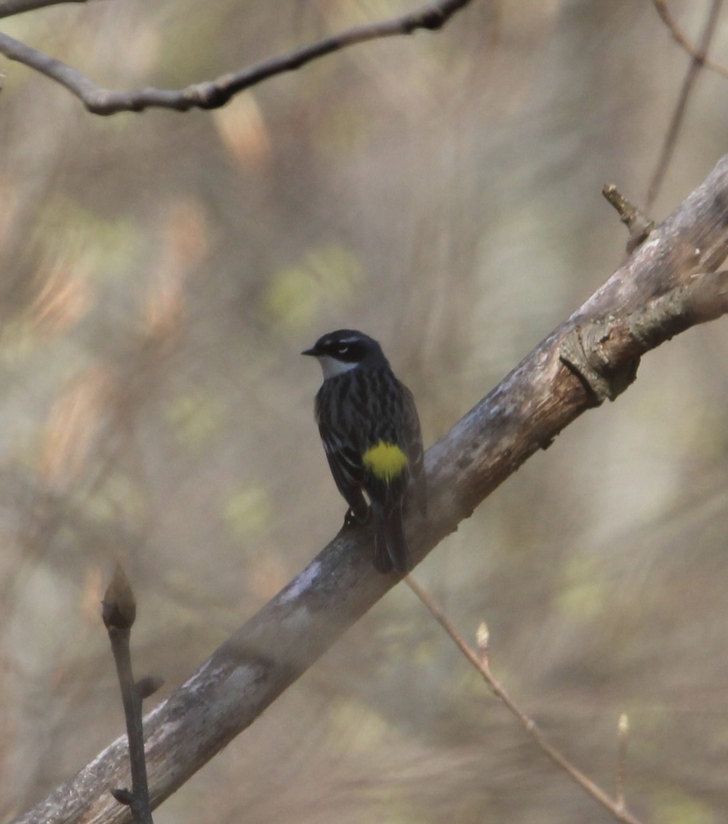 Yellow-rumped Warbler - ML618092068