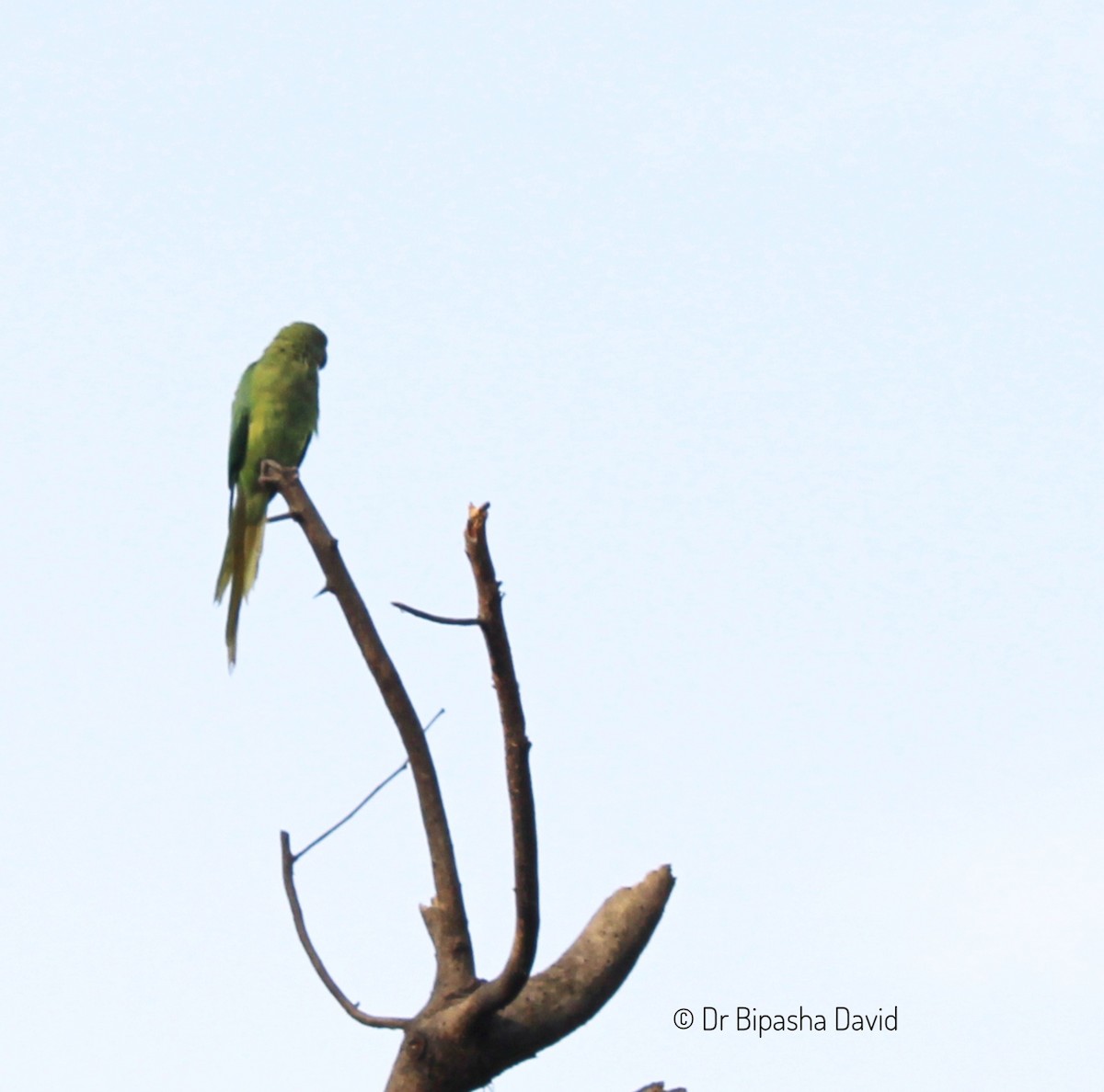 Rose-ringed Parakeet - Dr Bipasha David