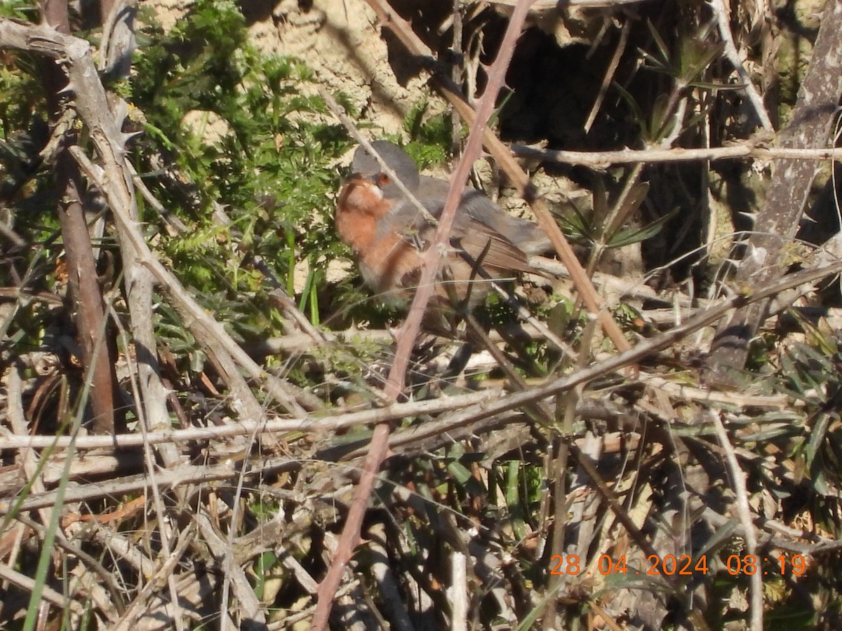 Western Subalpine Warbler - José Ignacio Sáenz Gaitan