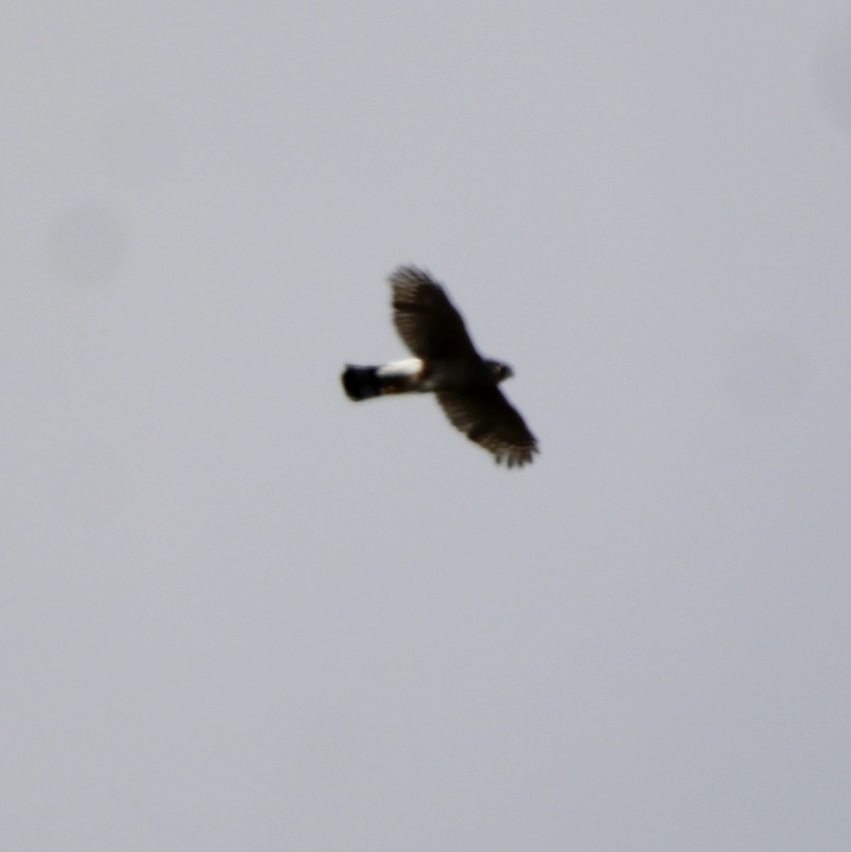 Cooper's Hawk - Randy Maharaj