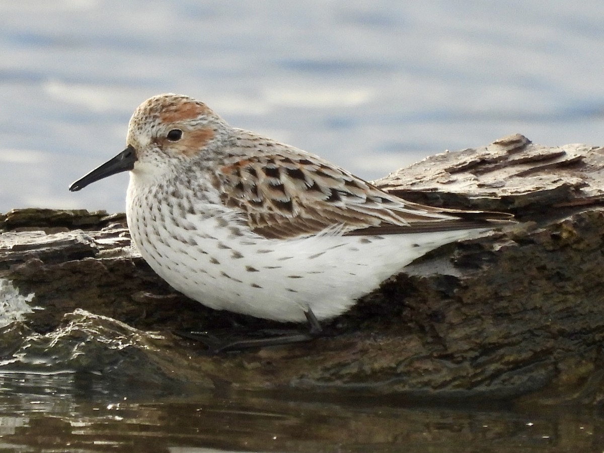 Western Sandpiper - Kyle Strode