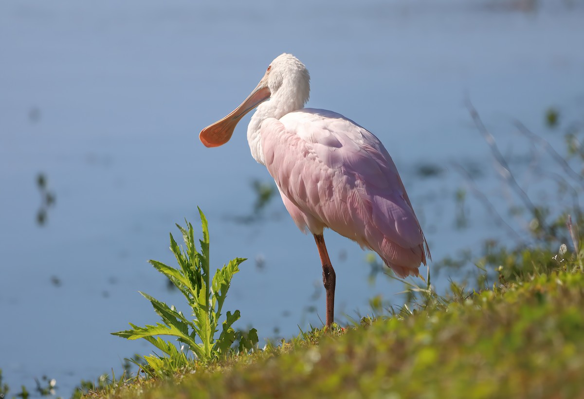 Roseate Spoonbill - Lori Hein