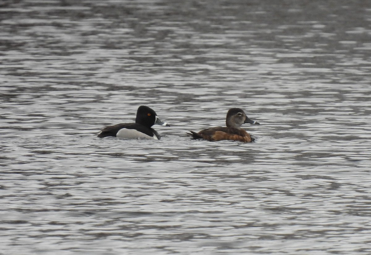 Ring-necked Duck - Josée Papillon