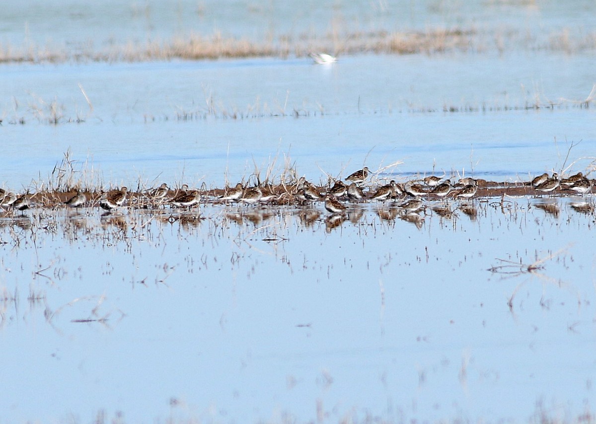 Dunlin - ML618092133