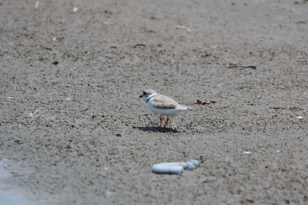 Piping Plover - ML618092135