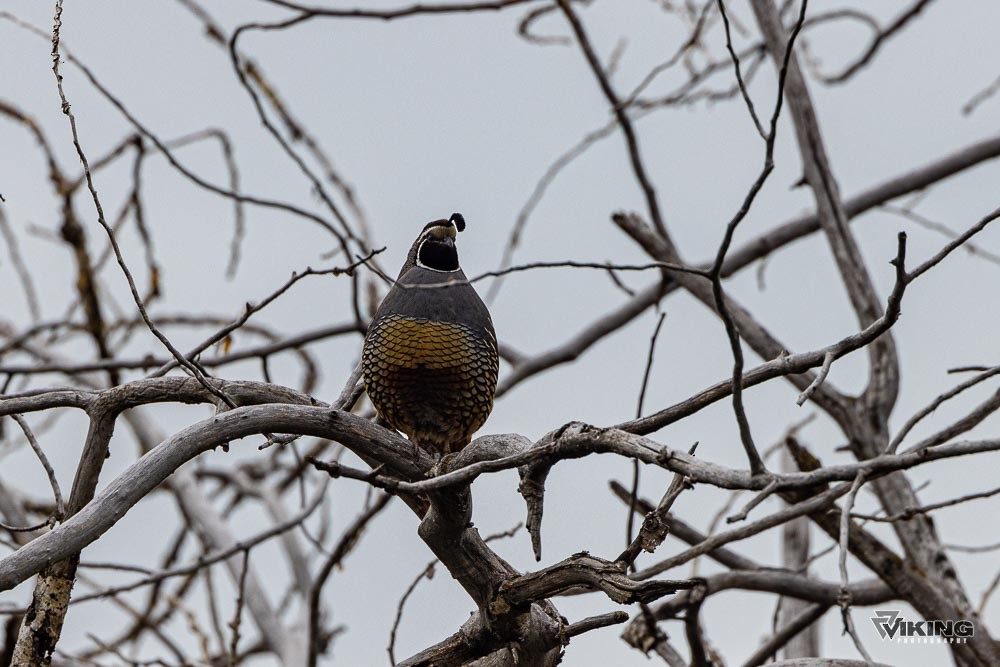 California Quail - Eric Peterson