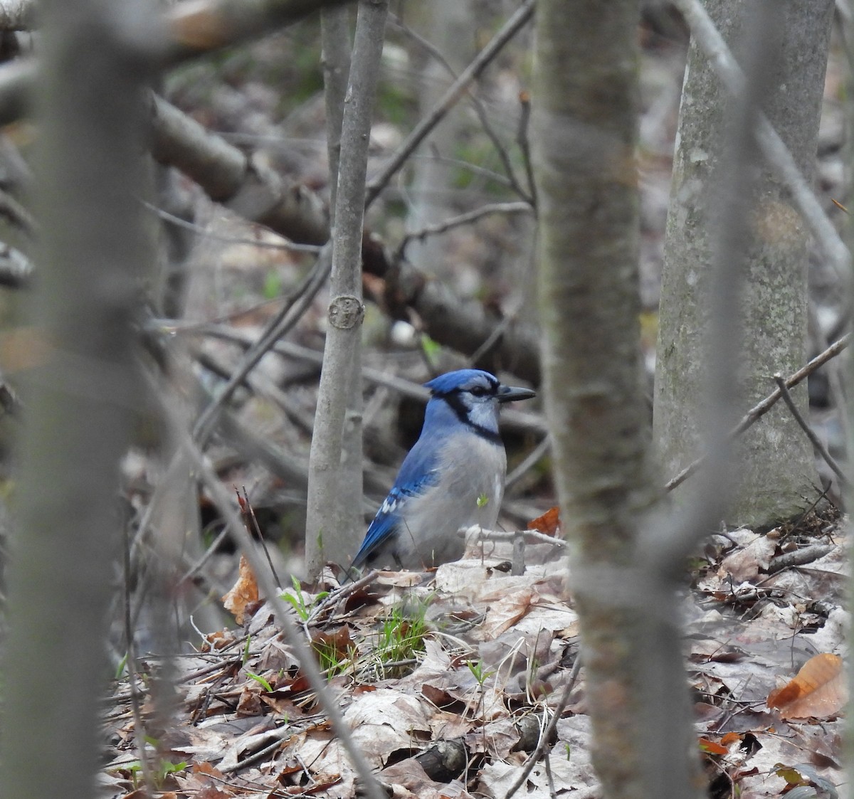 Blue Jay - ML618092161