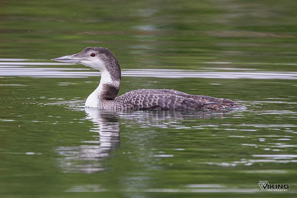 Strolaga maggiore - ML618092169