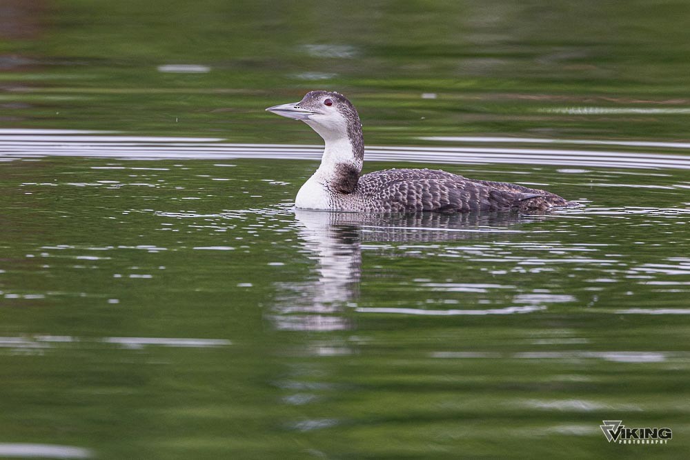 Common Loon - Eric Peterson