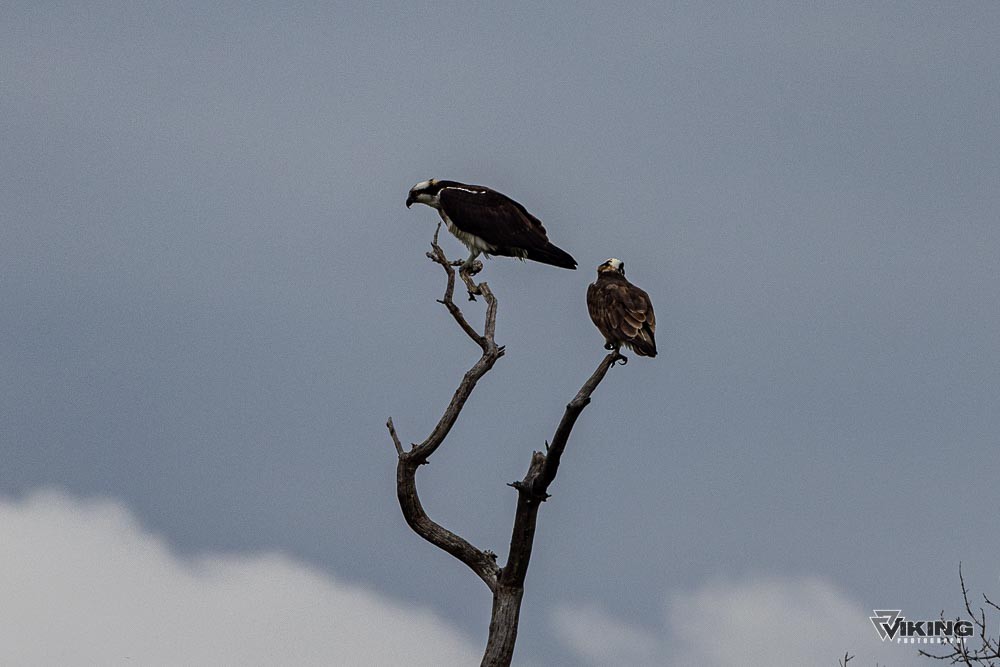 Falco pescatore - ML618092179