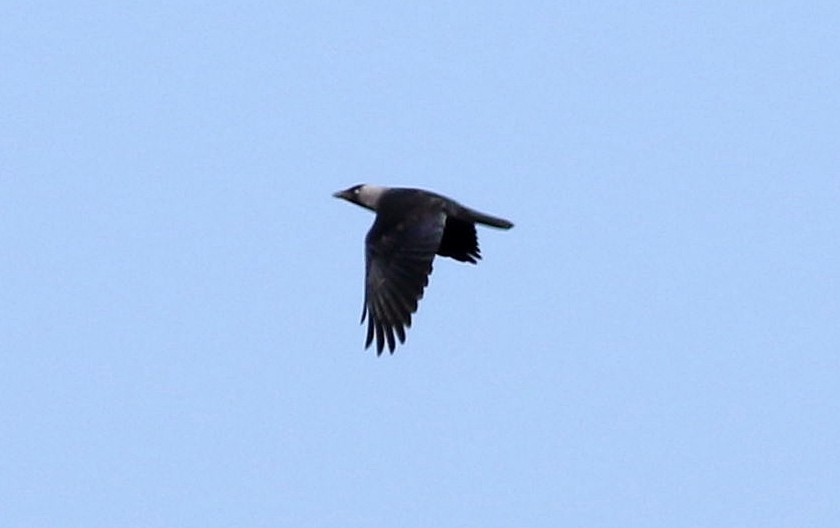 Eurasian Jackdaw - Miguel García