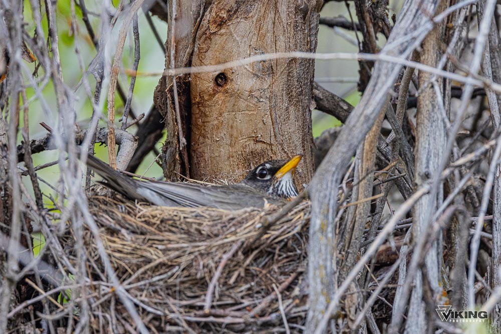 American Robin - ML618092203