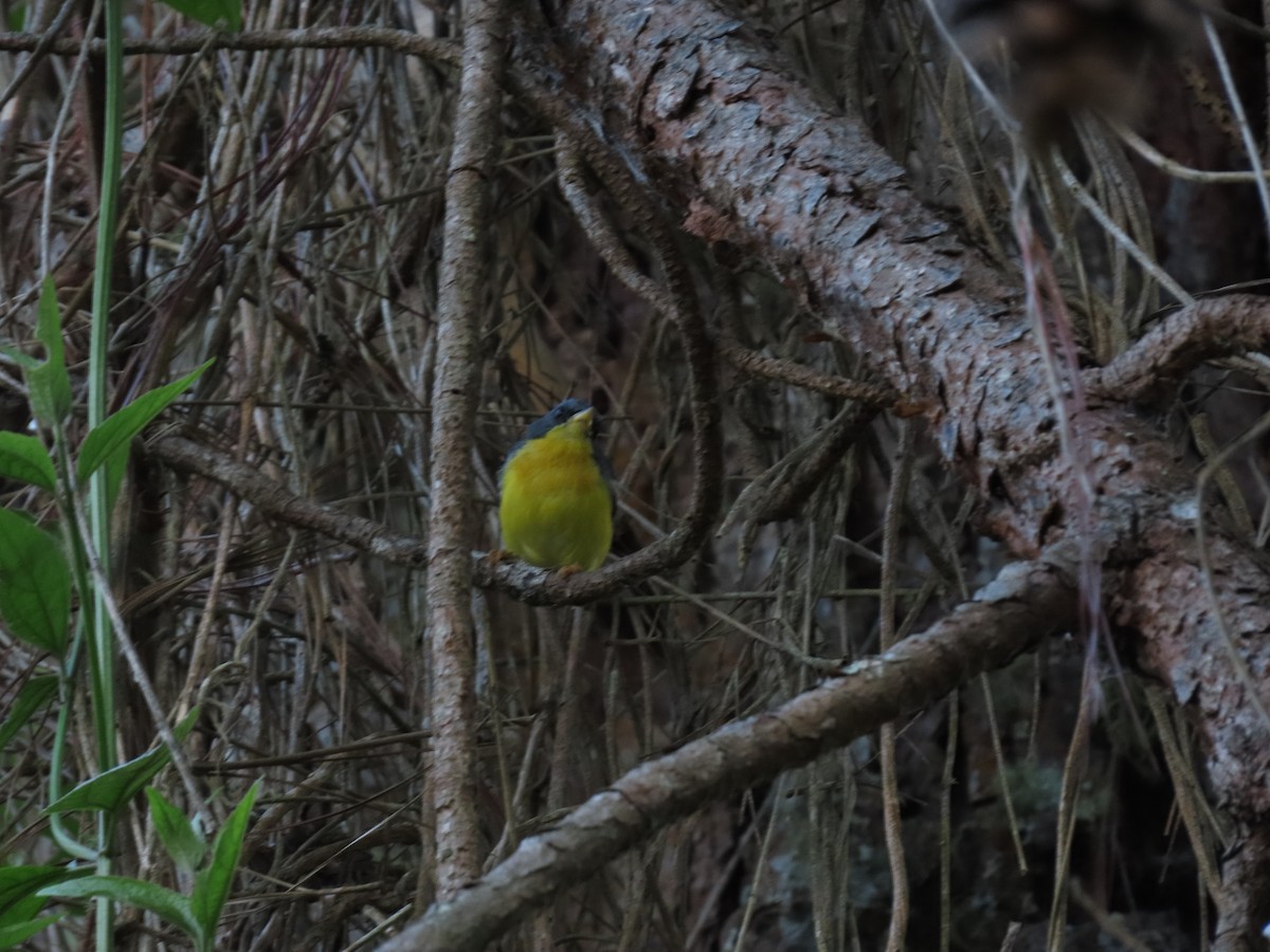 Tropical Parula - Cristian Cufiño