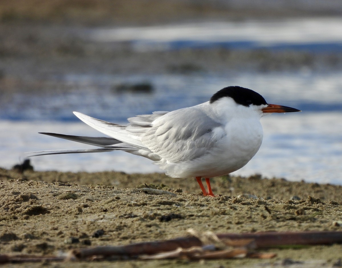 Forster's Tern - Kyle Strode