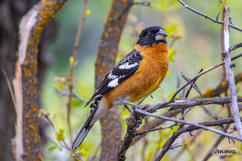 Black-headed Grosbeak - ML618092225