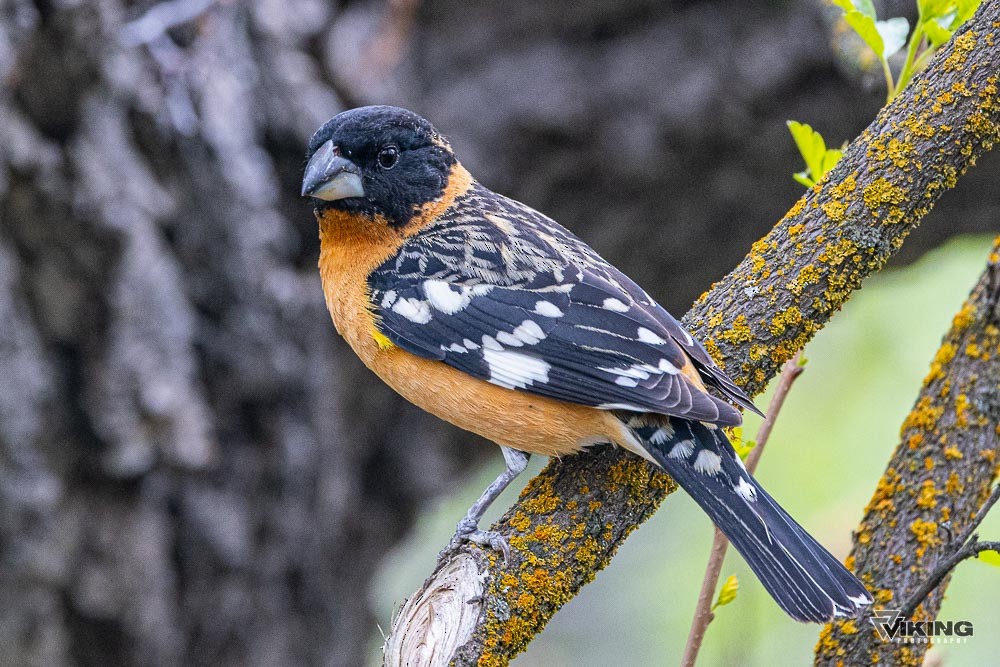 Black-headed Grosbeak - ML618092226