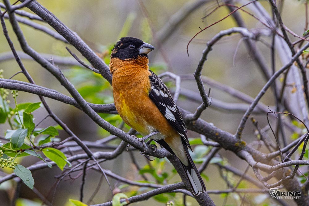 Black-headed Grosbeak - ML618092227