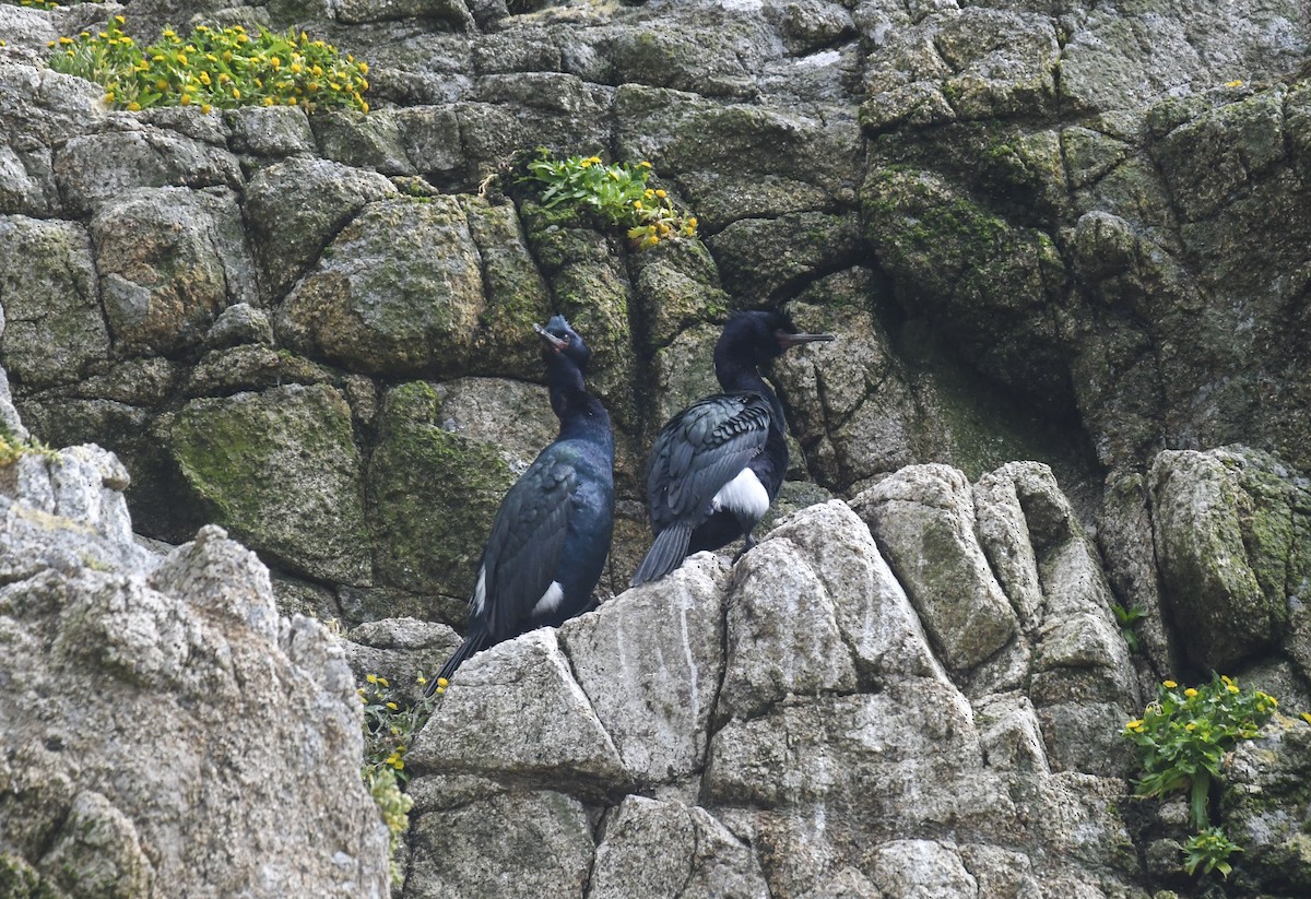 Pelagic Cormorant - Michael Pierson