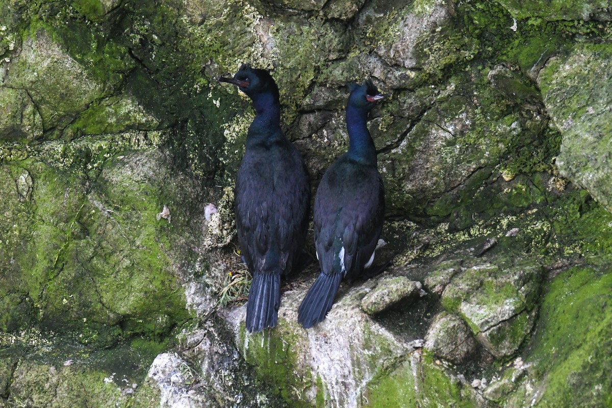 Cormorán Pelágico - ML618092244