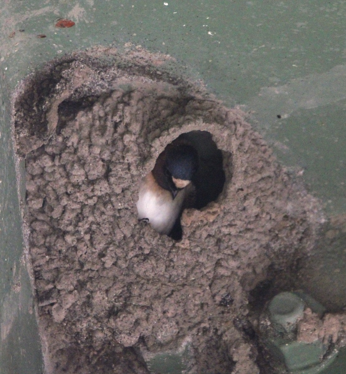 Cliff Swallow - Randy Maharaj