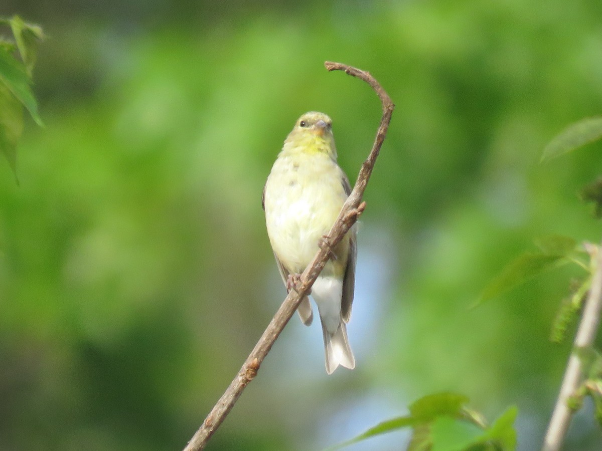 American Goldfinch - Anonymous