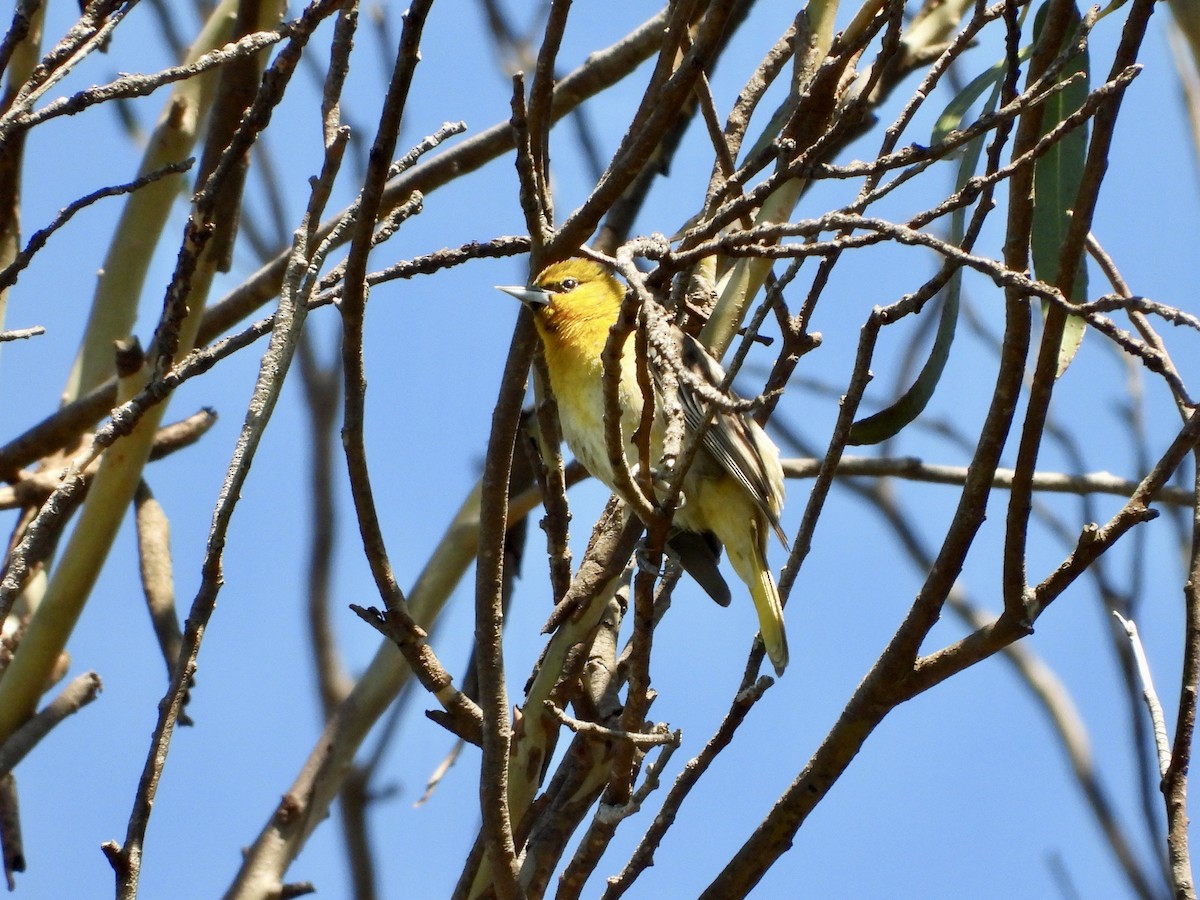 Bullock's Oriole - Christine Hogue