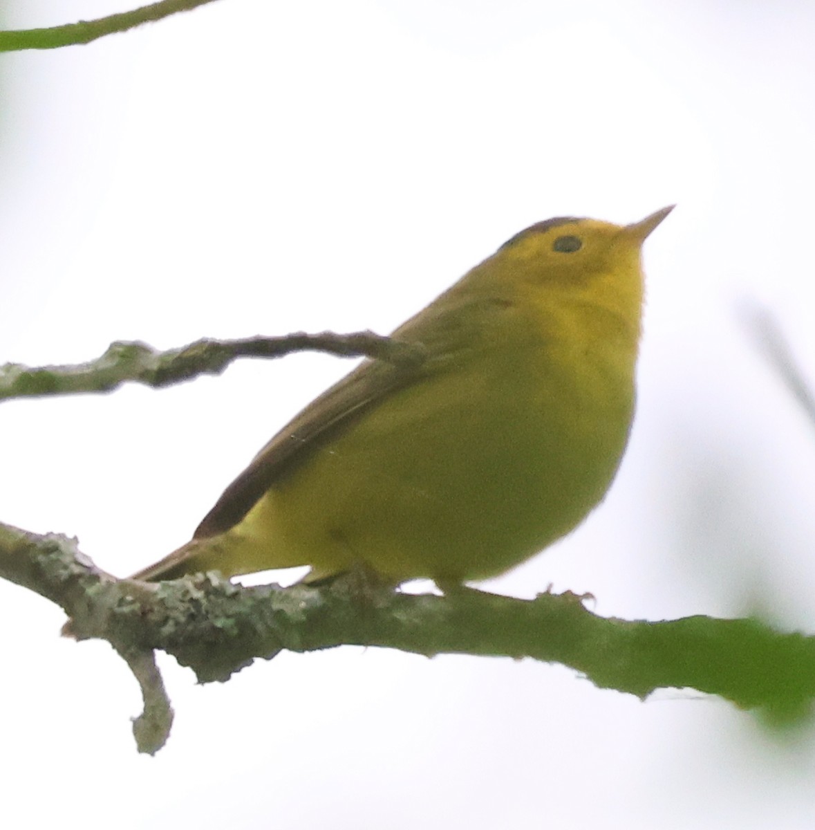 Wilson's Warbler - Dave Czaplak