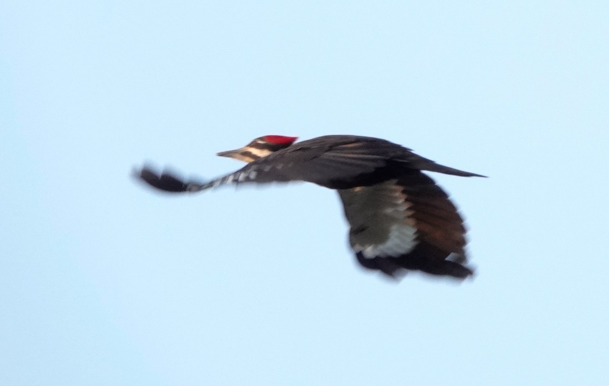 Pileated Woodpecker - Paul Prior