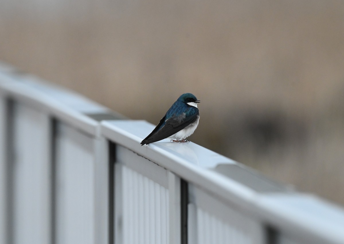 Tree Swallow - Julie Mergl