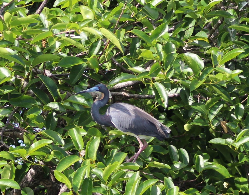 Tricolored Heron - Lill Maniscalco