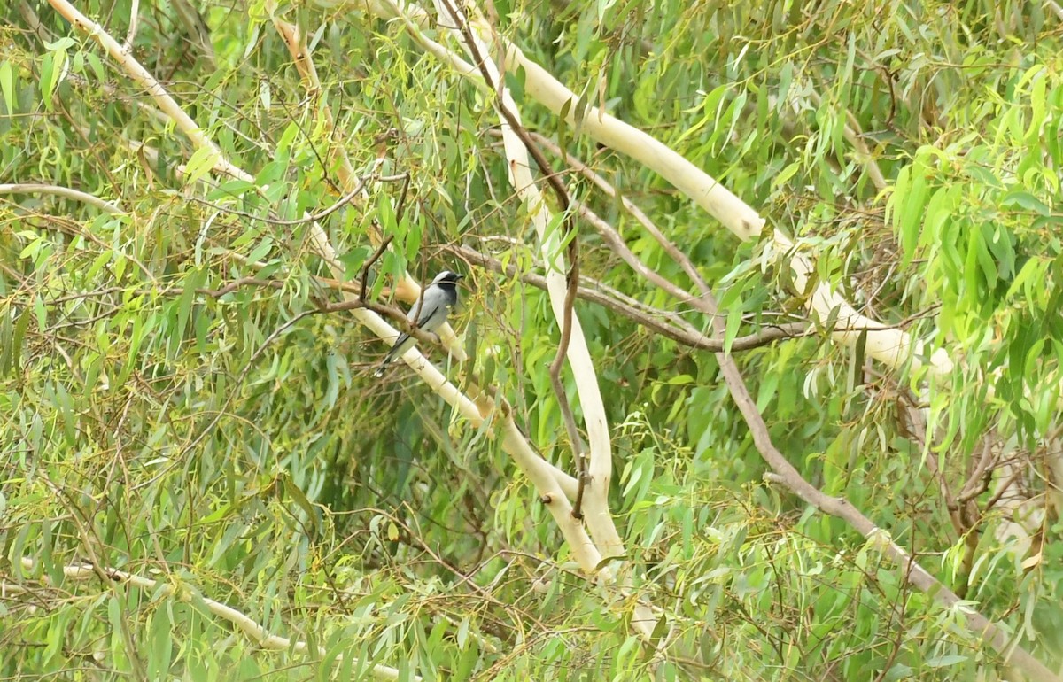 Black-faced Cuckooshrike - ML618092313