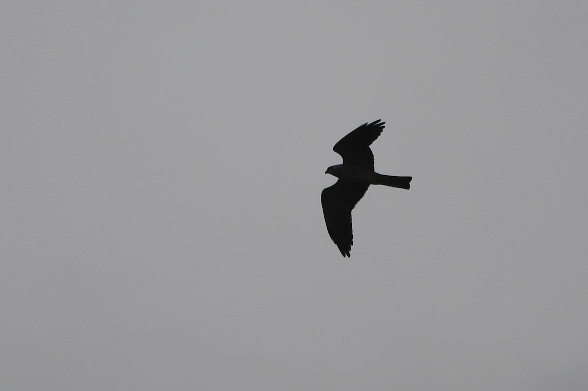 Mississippi Kite - Kevin Smith