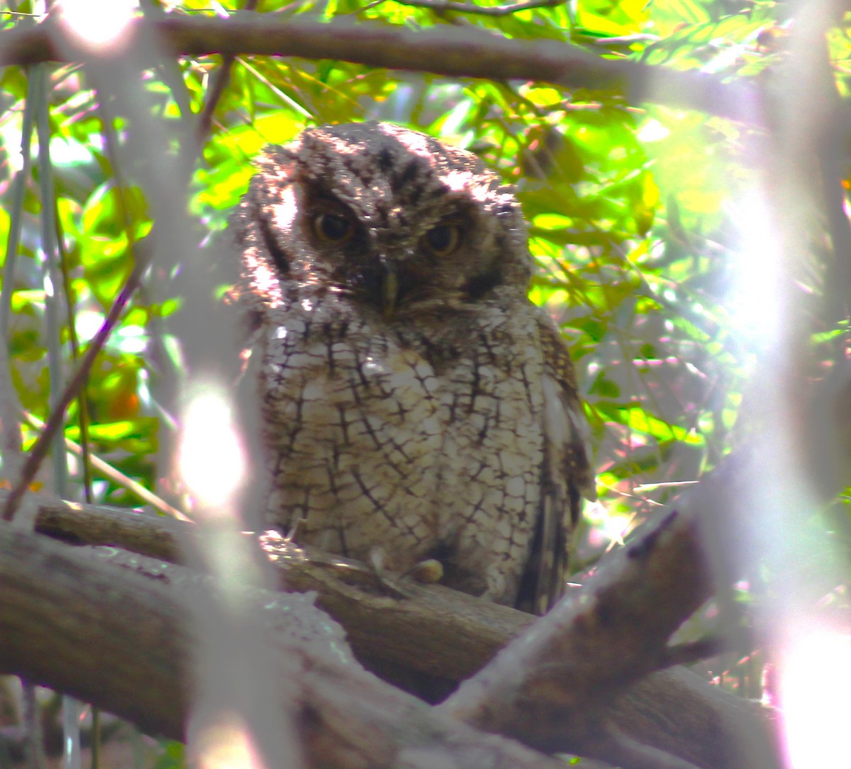 Tropical Screech-Owl - ML618092336