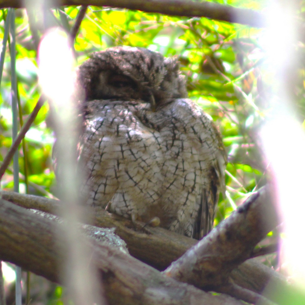 Tropical Screech-Owl - ML618092338