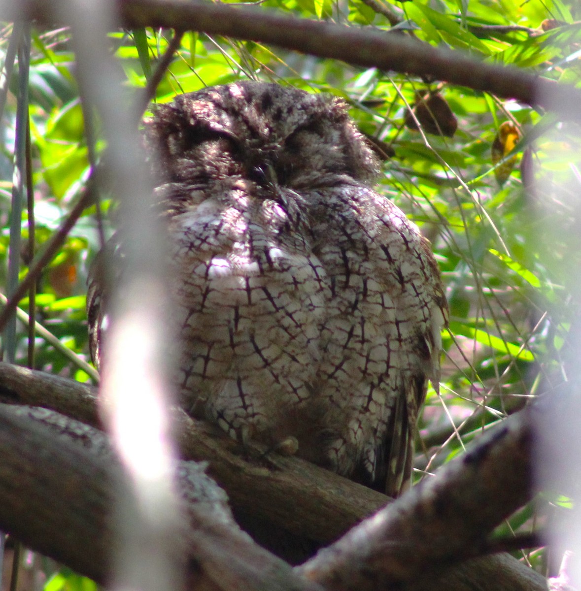 Tropical Screech-Owl - ML618092339