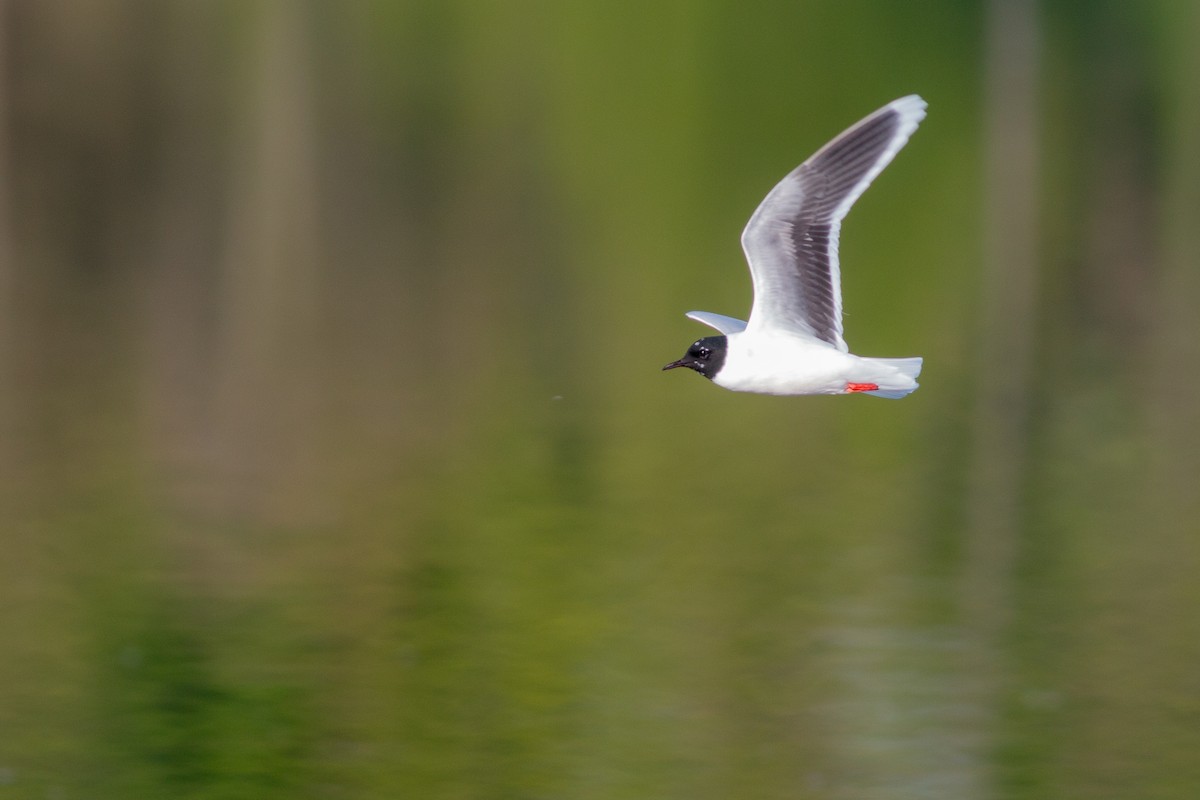 Little Gull - Jakub Macháň