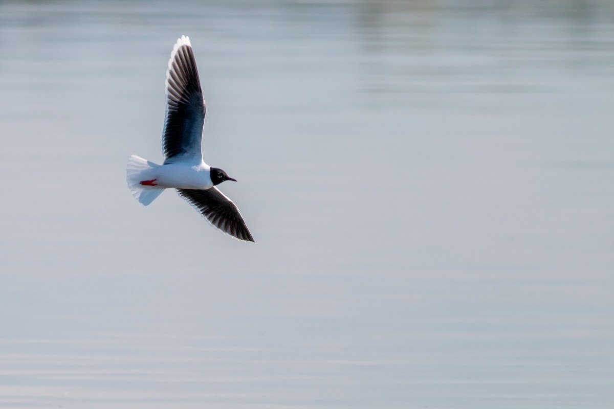 Little Gull - Jakub Macháň