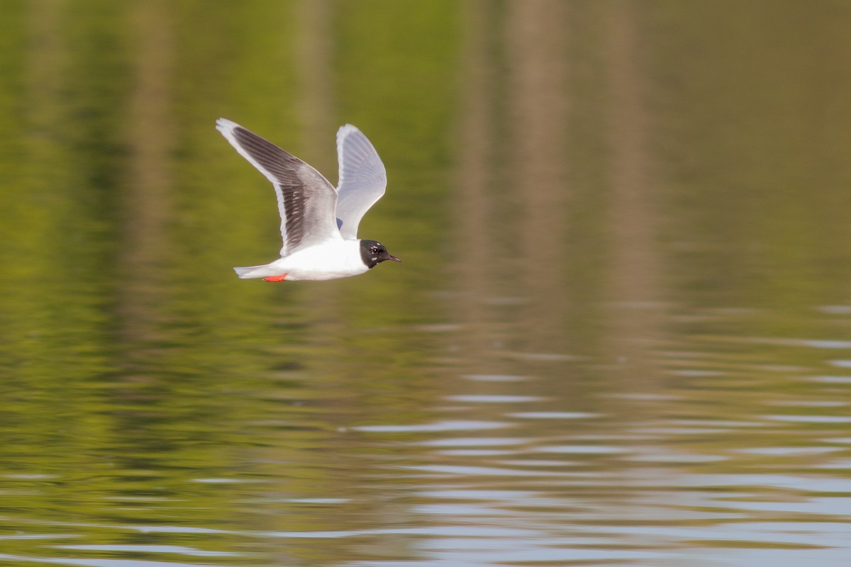 Little Gull - Jakub Macháň