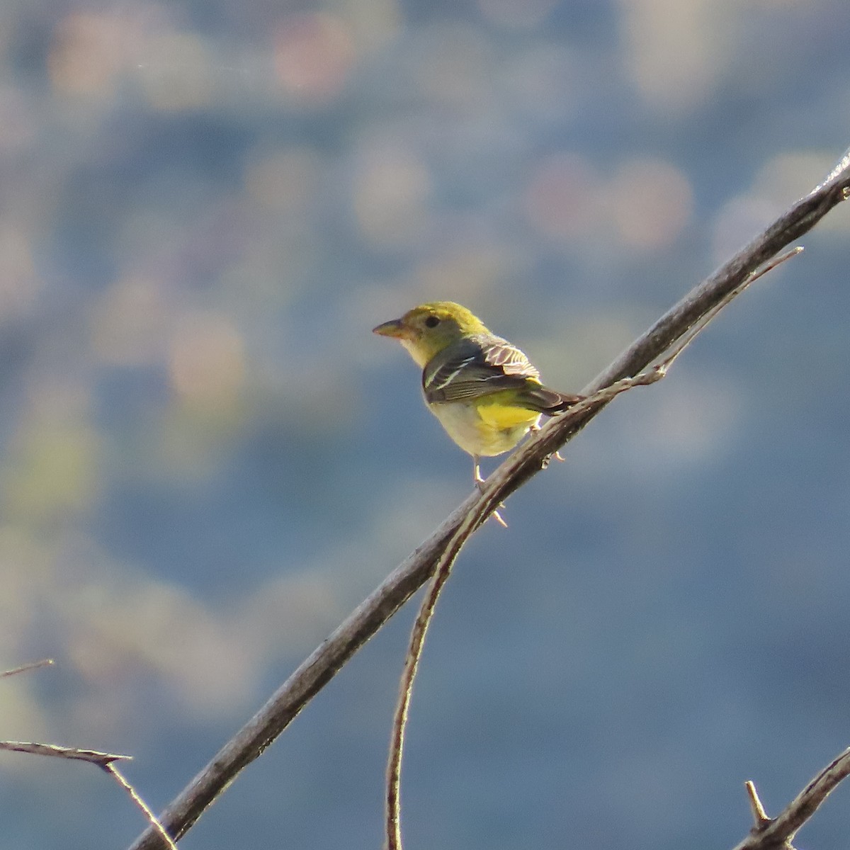 Western Tanager - Robert Theriault