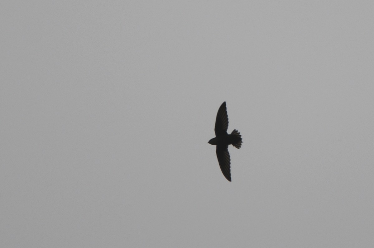 Chimney Swift - Kevin Smith