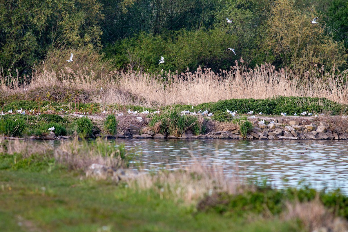 Black-headed Gull - Jakub Macháň