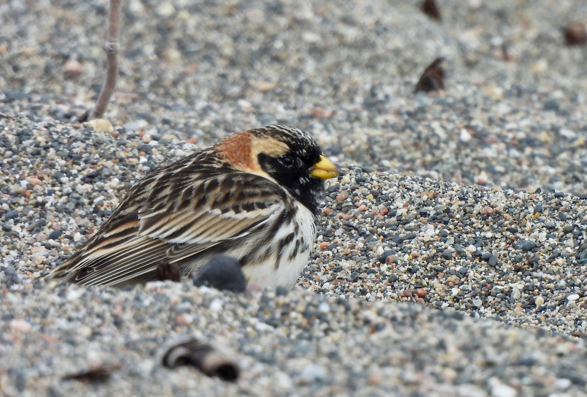 Lapland Longspur - Pegg & Mark Campbell