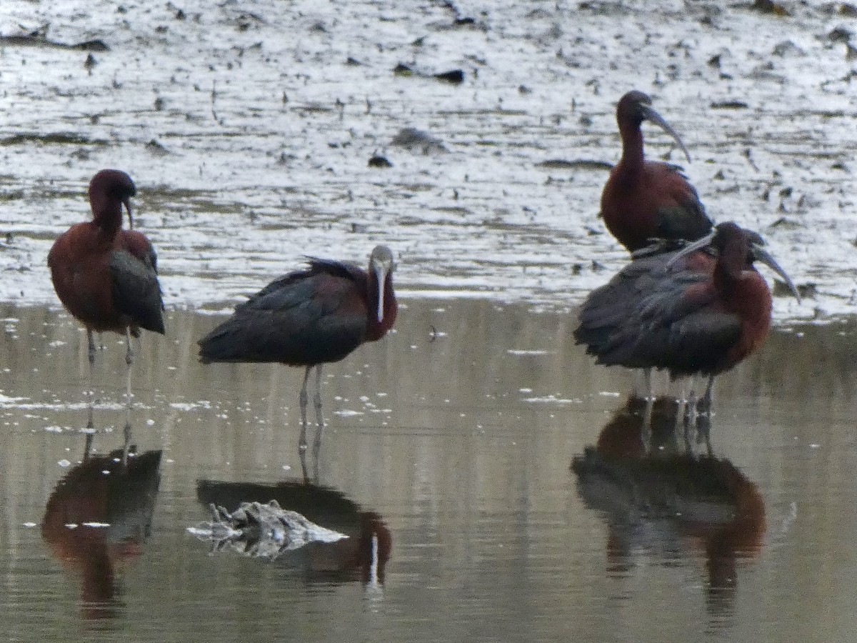 Glossy Ibis - ML618092429