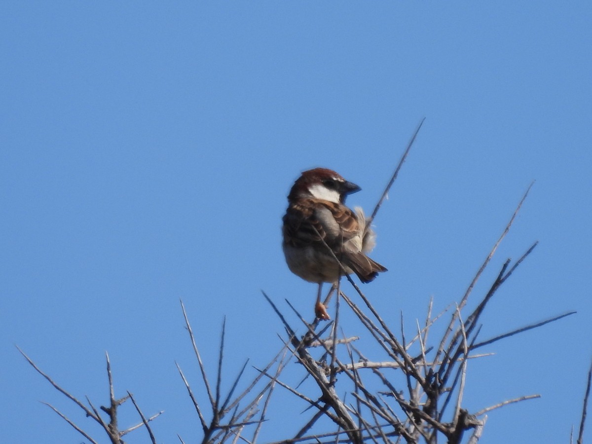 Italian Sparrow - Timothy Kasper